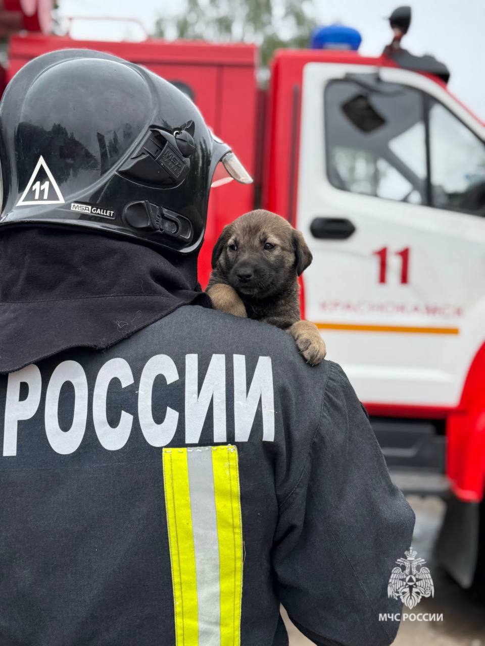 Пожарные приютили щенков, которых бросила мама. Сейчас хвостикам ищут новый дом Щенков нашли в Краснокамске неподалеку от пожарной части: спасатели услышали писк и увидели испуганных малышей. Хвостатые было совсем одни, поэтому сотрудники МЧС решили забрать их к себе. Сейчас щенки находятся в пожарной части № 11. Чтобы забрать питомца, спасатели просят лично приехать в ПСЧ ул. Шоссейная, 33 . Подписаться Прислать новость