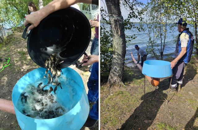 В Шершневское водохранилище выпустили более 200 тысяч мальков сазана www up74 ru articles news 165570 Зарыбление будет проводиться в два этапа