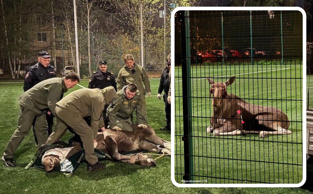 Лося, который оказался заперт на футбольном поле, усыпили и аккуратно вывезли в лес. Вес рогатого «болельщика» — 350 кг, так что без прицепа не обошлось. Повреждённые молодые рога обработали на месте — теперь зверь в порядке и снова на свободе. Эй, Питер!