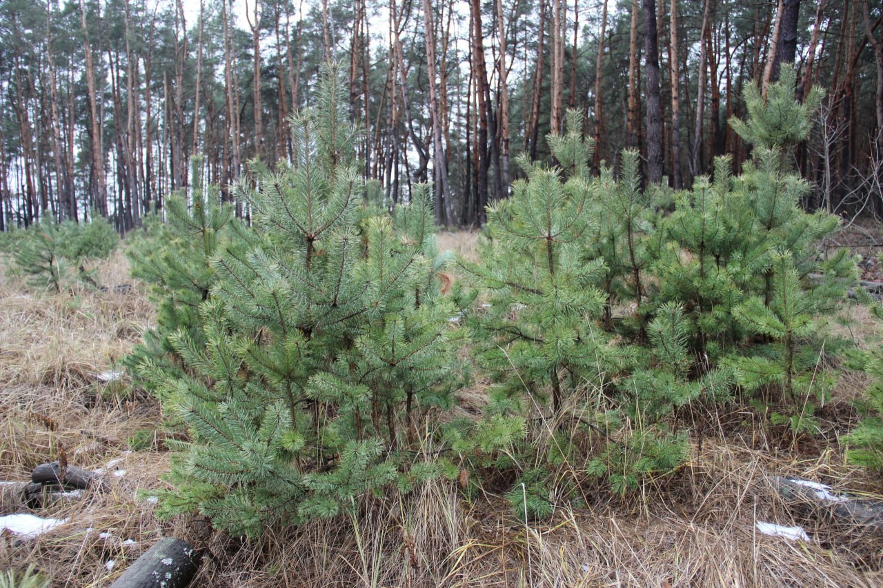 В Курской области подвели итоги охраны хвойных насаждений в новогодний период    В этом году не поймали ни одного человека с незаконно срубленной ёлкой.   Патрулирование лесных массивов проходило в усиленном режиме с 1 декабря.    Было проведено более 30 патрулирований.  - Мы приложили максимум усилий для сохранения наших лесов. Усиленные патрули и активная работа с населением дали свои результаты. Это важный шаг в сохранении природного богатства региона для будущих поколений», – отметил и.о. министра природных ресурсов Курской области Александр Володько.    «Вести.Курск». Только проверенная информация.