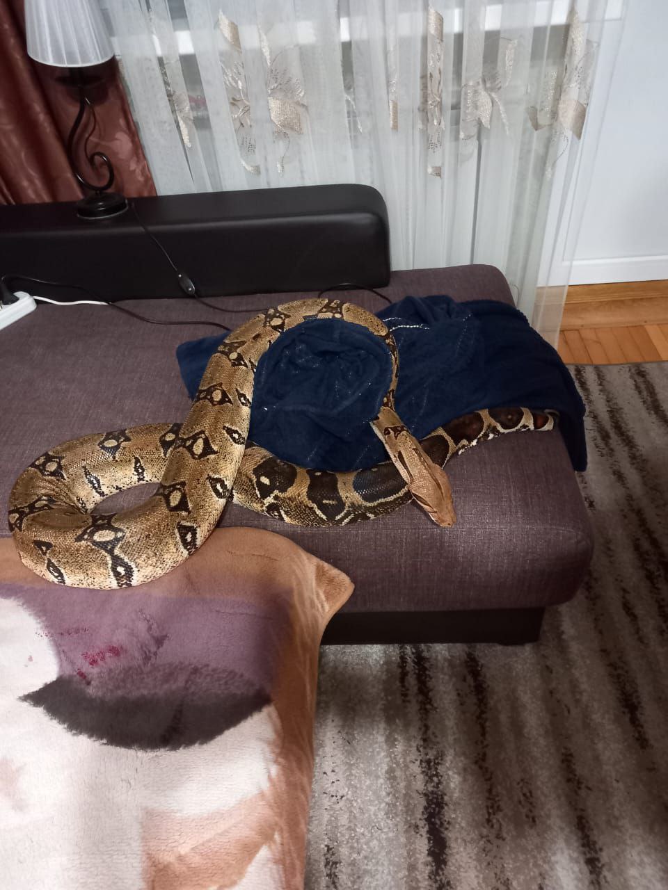 Удав напал на свою хозяйку в Новороссийске Спасатели приехали на крайне необычный вызов. Крупная змея прокусила руку женщине, а затем обвила её. Специалистам пришлось вызволять пострадавшую из крепкой хватки удава. Гиганта вернули в террариум, сообщил . Быть в курсе Прислать новость