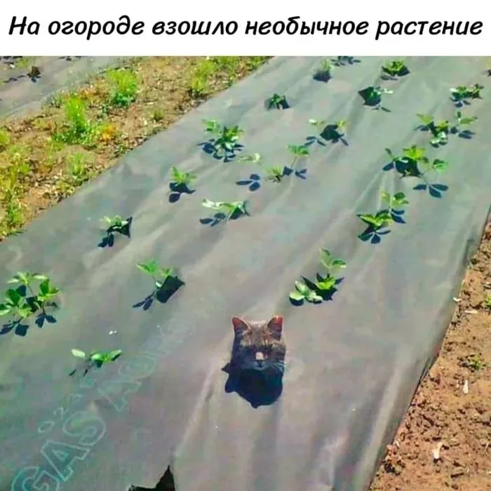 На Московском рынке откроется Общественная теплица Горожане смогут получить собственную грядку на сезон Заявки принимаются до 24 апреля   entermedia io news na moskovskom rynke otkroetsya obshhestvennaya teplitsa Telegram Max