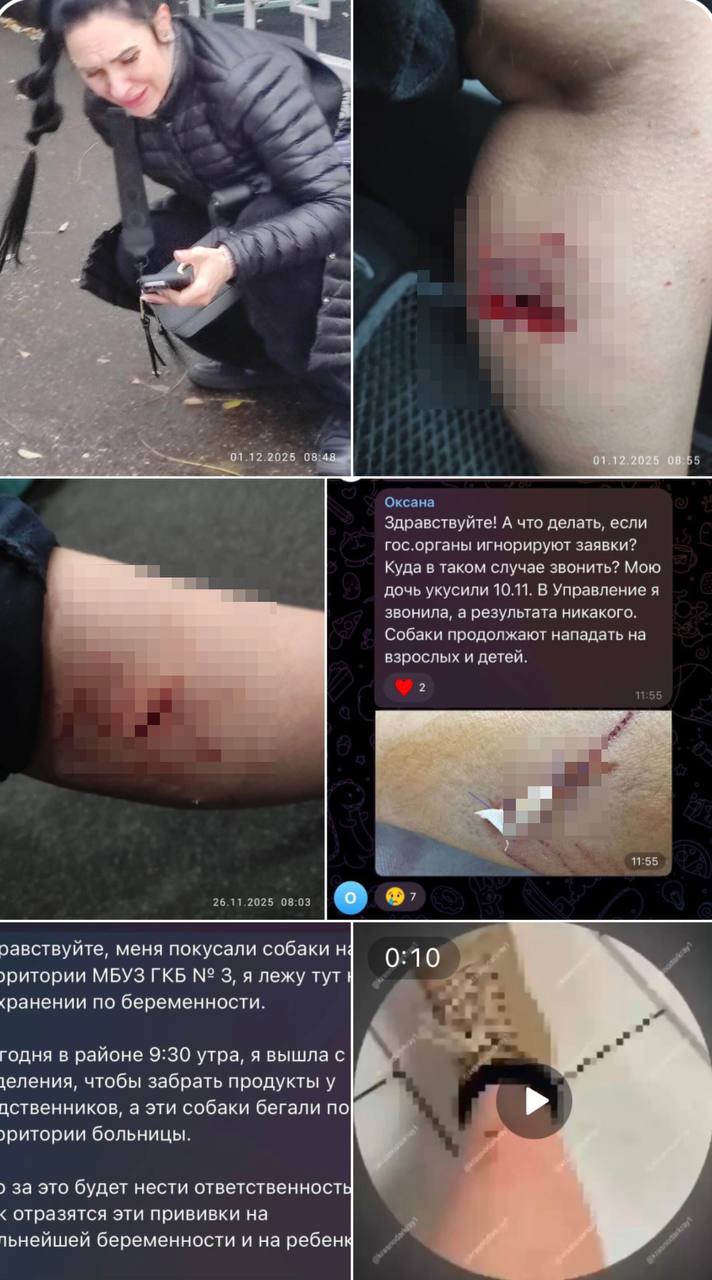 Уголовное дело возбуждено после нападения бездомной собаки на женщину в Краснодаре По словам местных жителей у кинотеатра Болгария за месяц произошло минимум шесть нападений на взрослых и детей Люди жалуются что стая там обосновалась давно 1 декабря женщина шла по Ставропольской когда на неё набросился пёс С рваной раной ноги её увезли в БСМП Следователи возбудили дело о халатности сообщили в СУ СКР по Краснодарскому краю Кубанские Новости Мы в MAX