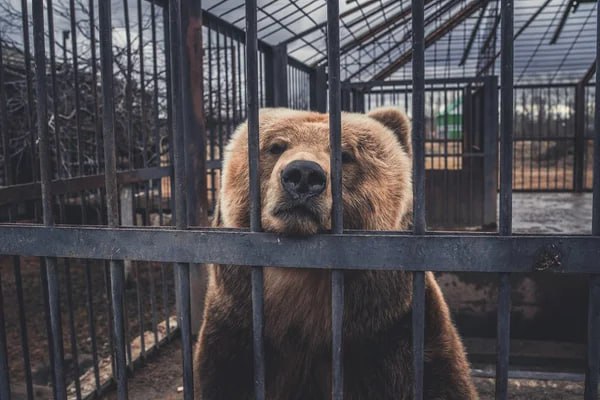 Марта ждёт помощи: медведица брошена умирать в центре Листвянки Когда зоопарк «Живые медведи» в селе Листвянка Иркутской области официально закрылся, многие вздохнули с облегчением. Зверей, говорили, содержали в жутких условиях — клетки, ржавчина, грязь. Все думали, что животных увезли. Но не всех. Прошло время, и оказалось: одна из медведиц — по кличке Марта — до сих пор живёт там, в одиночестве, запертой в тесной клетке, которую давно никто не мыл и не чистил. Без еды, без воды. Подробнее — на Бабре #иркутск #байкал