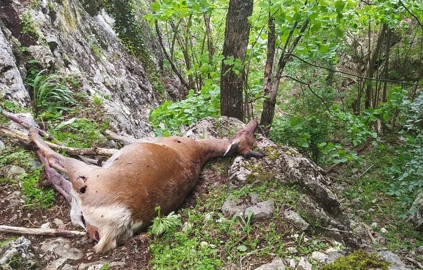 Туристы из Севастополя нашли убитую самку оленя в районе балки Куш-Кая-Дере По их словам, выстрелы сразу не убили ее, а сильно травмировали, и животное пыталось спастись. Севприроднадзор выяснил, что олень находится на территории Крыма. Специалисты ведомства сразу же связались с крымчанами, и на место был отправлен егерь. В отличие от Севастополя в Крыму охоту не запретили. При этом этом сезон охоты на копытных относится к осенне-зимнему периоду, а потому стрелявший был, скорее всего, обычным браконьером. ForPost