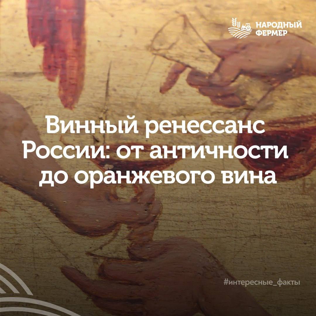 Винный ренессанс России от античности до оранжевого вина Рассказываем основные интересные факты о виноградарстве Археологи нашли следы вина в амфорах еще в античности греки выращивали виноград и делали вино на Тамани в Крыму и на Черном море с VII V вв до н э Первый официальный виноградник появился в Астрахани в 1613 году по указу царя Михаила Романова Петр I развивал отрасль приглашал европейских виноделов В XIX веке Голицын и Воронцов создали научную основу виноделия в Крыму и на Кубани В Советское время была и жесткая антиалкогольная кампания Сейчас виноградарство в России переживает возрождение и вот как это происходит Где растет виноград Крым Краснодарский край Ставрополье Ростовская область Отдельные районы Дагестана и Северного Кавказа В регионах внедряются современные технологии строятся новые винодельни как крупные так и небольшие фермерские Чем отличаются фермерские вина Производятся малыми партиями Часто из автохтонных сортов винограда характерного только для конкретного места например на винодельне Ведерниковъ и других хозяйствах юга России Имеют уникальный вкус который невозможно повторить за пределами региона Винный туризм набирает обороты Дегустации на месте Знакомство с производством Дегустация местных сыров и продуктов Возможность остаться на рыбалке или в гостевом доме на несколько дней Оранжевые вина в тренде по данным Союза фермерских винодельческих хозяйств Это белые вина выдержанные на кожице винограда мацерация Благодаря технологии приобретают оранжевый оттенок и насыщенный вкус Грейпфрут не добавляется цвет и профиль формируются за счет метода производства интересные факты n ferm