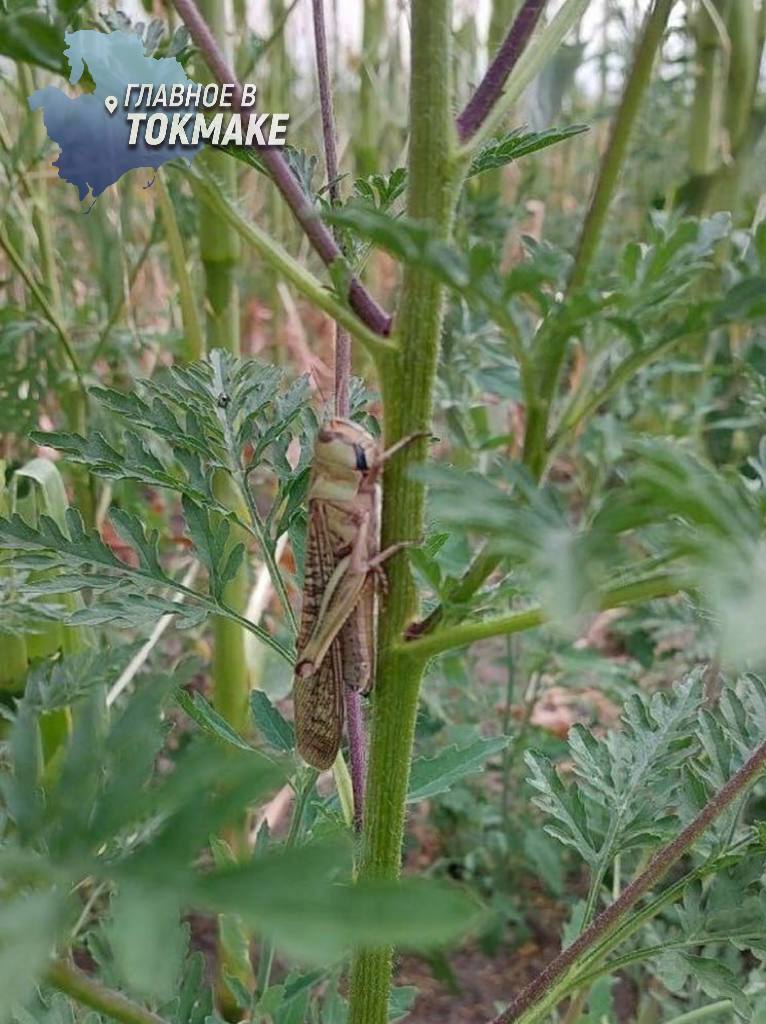 Запорожскую область атакует саранча Стало известно, откуда пришла саранча в Запорожскую область. Огромных мутантов-насекомых теперь встречают на улицах чаще, чем птиц. Специалисты утверждают, что особи, перемещающиеся тысячными стаями по Запорожью, являются египетской саранчой. По мнению экспертов, насекомые мигрируют с территории пересохшего Каховского водохранилища. Такое поведение связано с нехваткой воды и аномальной жарой. Плотность саранчи в Запорожье достигает 40-50 особей на квадратный метр.