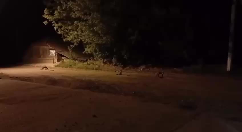 Лисенок обосновался в Нижнем Новгороде: жители подкармливают нового соседа