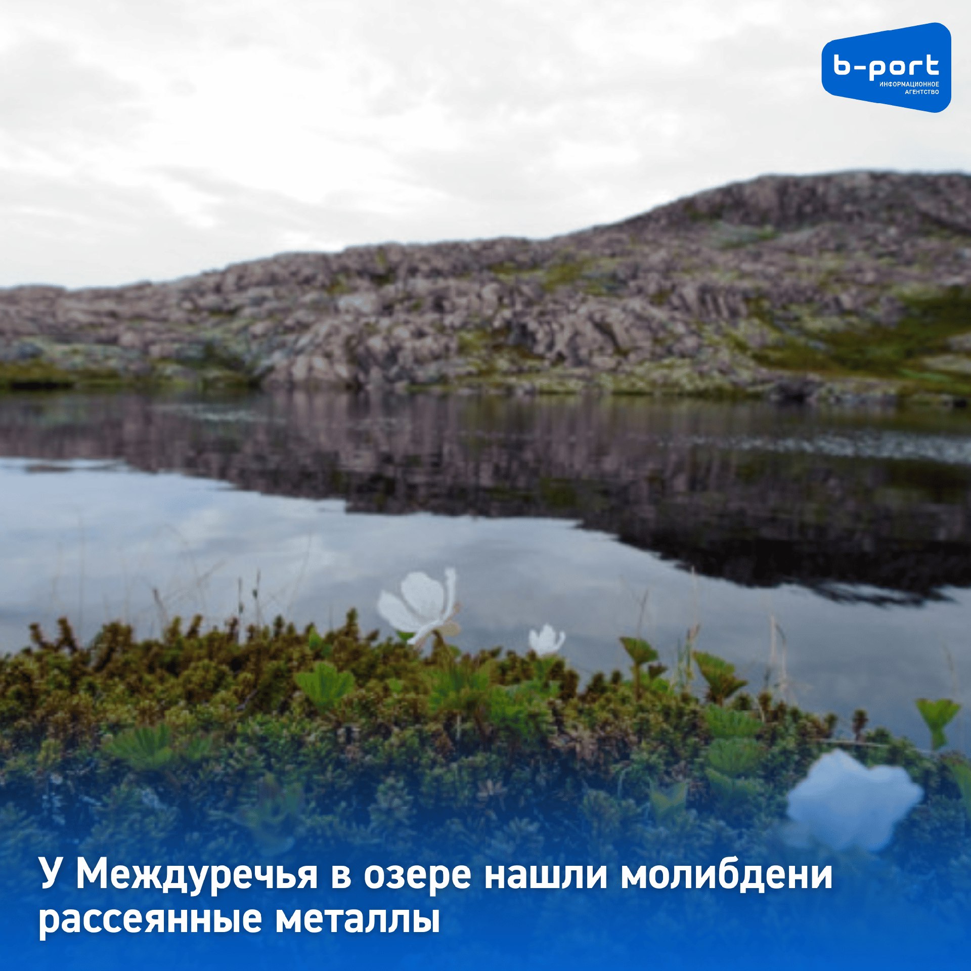 У Междуречья в озере нашли молибден и рассеянные металлы  В отложениях озера Портлубол недалеко от Междуречья содержатся в разных количествах металлы. Обычно они встречаются только как примесь к различным минералам. Это так называемые рассеянные металлы кадмий и таллий. К такому выводу пришли заполярные учёные.  Кроме того, специалисты Института проблем промышленной экологии Севера Кольского научного центра РАН и ММБИ нашли в отложениях водоема цинк и торий. Но, что больше всего привлекло внимание учёных - высочайшая концентрация молибдена.  Как сообщили РБК в РАН, концентрация молибдена варьируются от 62,3 до 137 мг/кг. Как предполагается, такая высокая концентрация обсуловлена гранитными породами рудопроявления в отложениях озера.  Фото: Александра Козлова
