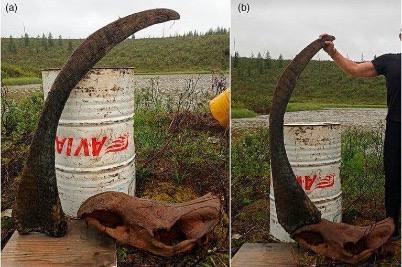Ученые нашли в Якутии рог шерстистого носорога Ученые из нескольких институтов РАН изучили рога шерстистых носорогов сохранившиеся в вечной мерзлоте Якутии Они описали самый длинный из известных рогов и установили рекорд продолжительности жизни этого вымершего вида Длина рогов у взрослых шерстистых носорогов в среднем превышала 1 метр почти вдвое больше чем у современных белых носорогов Рекордный экземпляр 164 7 см был найден в 2024 году на реке Мустур Юрюйе Он принадлежал самке и побил предыдущие рекорды как ископаемых так и современных видов Масса рогов шерстистых носорогов также была значительно больше в среднем около 6 кг против 5 кг у белых носорогов На рекордном роге ученые насчитали 40 41 годовой слой кератина рог растет слоями как дерево Это означает что носорог прожил более 40 лет что соответствует рекордам современных носорогов в неволе Исследование помогает лучше понять биологию и эволюцию шерстистых носорогов а также условия их жизни в ледниковый период Рога сохранившиеся в вечной мерзлоте предоставляют уникальные данные для палеонтологии Источник журнал Journal of Zoology