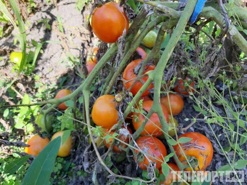 Импортные помидоры сожгут в Амурской области плоды были заражены вирусом В Амурской области пресекли ввоз 183 килограммов импортных томатов Россельхознадзор в ходе фитосанитарного контроля на складе временного хранения ТЛТ Кани Курган выявил факт заражения помидоров прибывших из Китая вирусом коричневой морщинистости плодов томата Обнаружение карантинного объекта подтверждено протоколом лабораторных экспертиз Амурского филиала ФГБУ НЦБРСП Выпуск плодов в оборот запрещен сообщили в управлении Россельхознадзора по Амурской области Под контролем инспекторов продукция по выбору собственника будет уничтожена путем сожжения Вирус коричневой морщинистости плодов томата опасный патоген овощных культур закрытого грунта Он поражает растения томатов и перца приводит к мозаичному окрашиванию их листьев деформации и обесцвечиванию плодов Фото ТЕЛЕПОРТ РФ ТЕЛЕПОРТ РФ здесь все об Амурской области  Мы в МАХ  Написать нам
