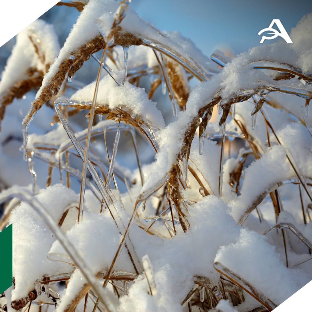 Снег мешает Сибири выйти на ранее ожидаемый сбор пшеницы Оксана Лут Глава Минсельхоза отметила сложную уборочную кампанию в сибирских регионах выступая на заседании Комитета по аграрным вопросам в Госдуме Сложно идет уборка в Сибири Представители депутаты сибирских регионов знают какая там ситуация особенно в Омске там все под снегом и даже пшеница к сожалению Если кукуруза не так критична пшеницу есть риск не убрать сообщила министр По ее словам несмотря на рост урожайности в регионах СФО не удается выйти на ожидаемые показатели из за погодных условий Там очень хорошо растет урожайность потому что фактически уже плюсом мы делаем по Сибири 1 5 млн тонн но при этом отставание уборки на миллион гектаров Сибирь подтянулась с точки зрения продуктивности но к сожалению погода не дает выйти на те показатели которые мы бы хотели видеть в большем объеме добавила Оксана Лут agroexpert Наши каналы