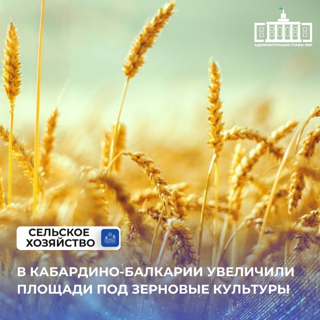 В нынешнем году площади под зерновыми культурами в Кабардино-Балкарии увеличились на 3,7 тысячи гектаров. Согласно оперативным данным, зерновые и зернобобовые занимают больше 213 тысяч га. Большую часть земель отвели под кукурузу на зерно – 132 тысячи гектаров. В ближайшее время земледельцы республики приступят к уборке зерновых. Традиционно первыми созревают озимые культуры, такие как рапс, ячмень и пшеница. Также отмечено увеличение площадей под овощные культуры на 200 гектаров. В целом аграрный сектор Кабардино-Балкарии продолжает динамично развиваться, обеспечивая продовольственную безопасность.