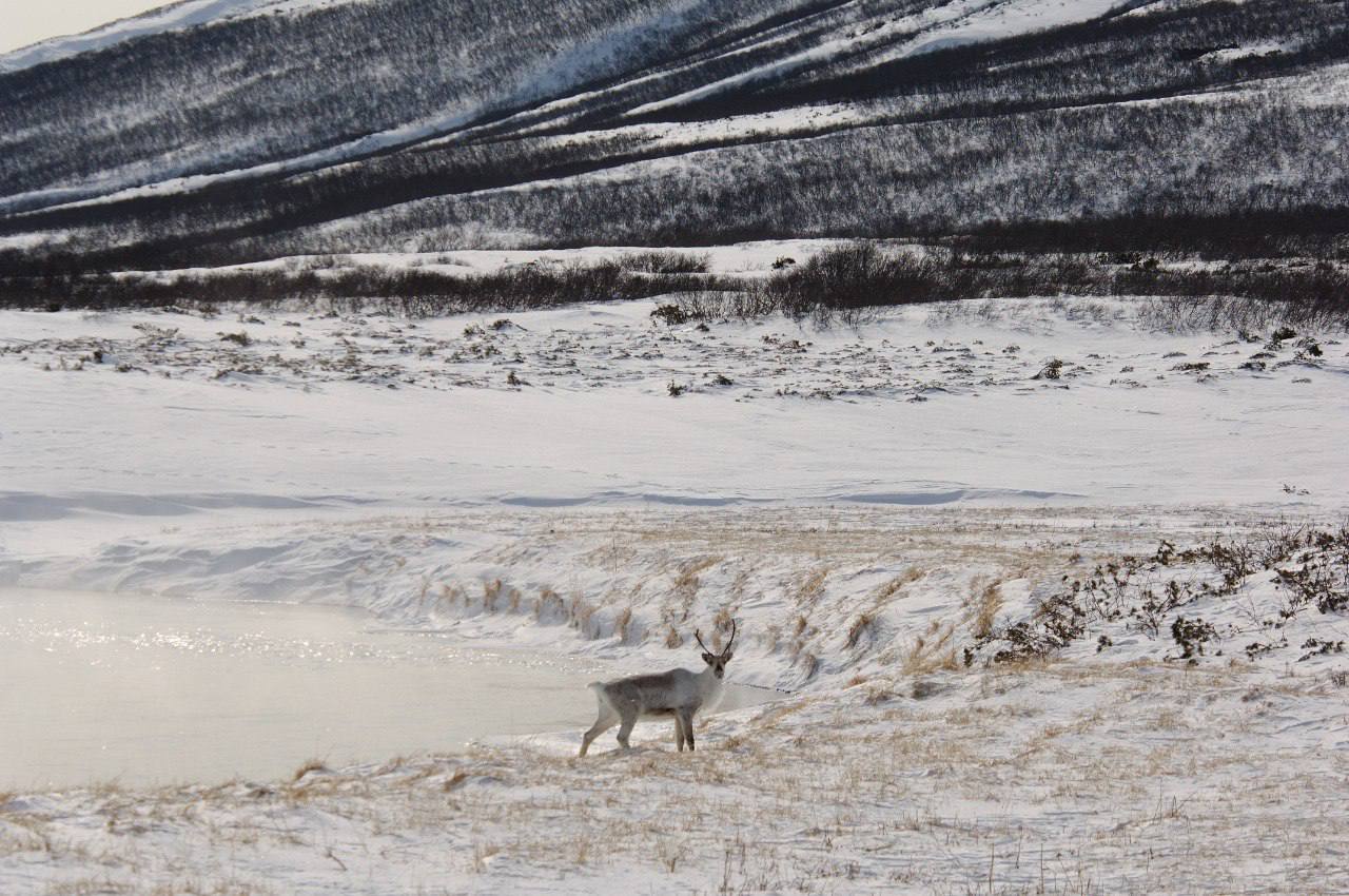 Сезонная миграция диких северных оленей началась в Кроноцком заповеднике Стада состоящие преимущественно из самок с молодняком преодолевают до 100 километров по вековым тропам к горным пастбищам где смогут пережить зиму Это единственная крупная группировка камчатских оленей численностью около 800 особей занесённая в Красную книгу России Дарья Шпиленок Игорь Шпиленок Константин Панов Подписаться Предложка Чат