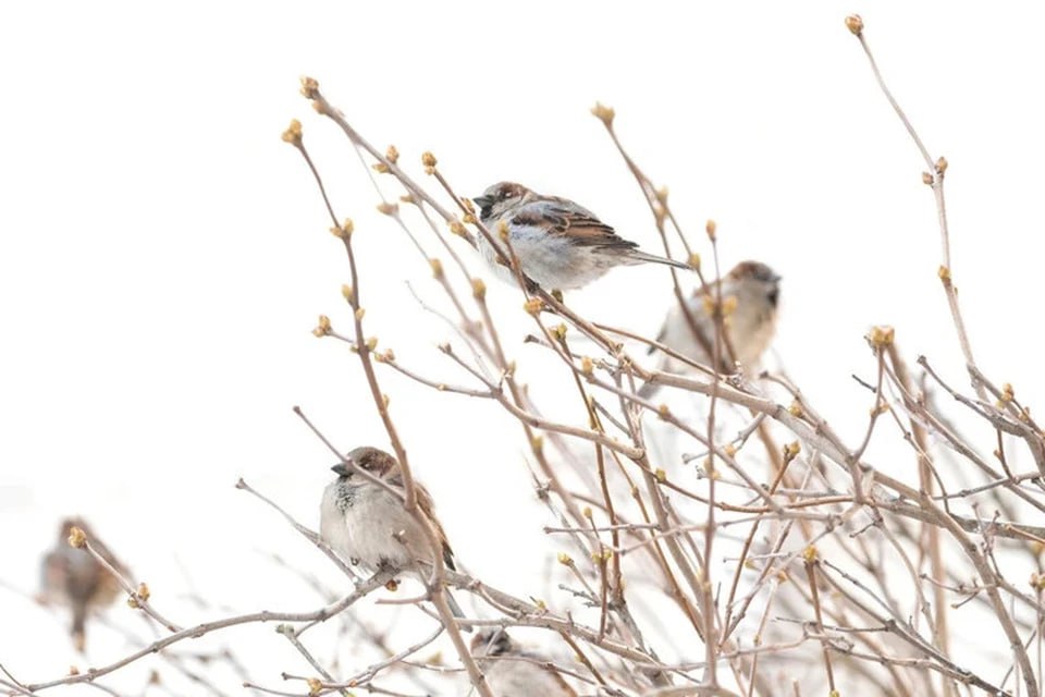 Всероссийскую перепись воробьёв проведут в России с 7 по 15 февраля Их будут считать на кустах сообщает РИА Новости banki oil