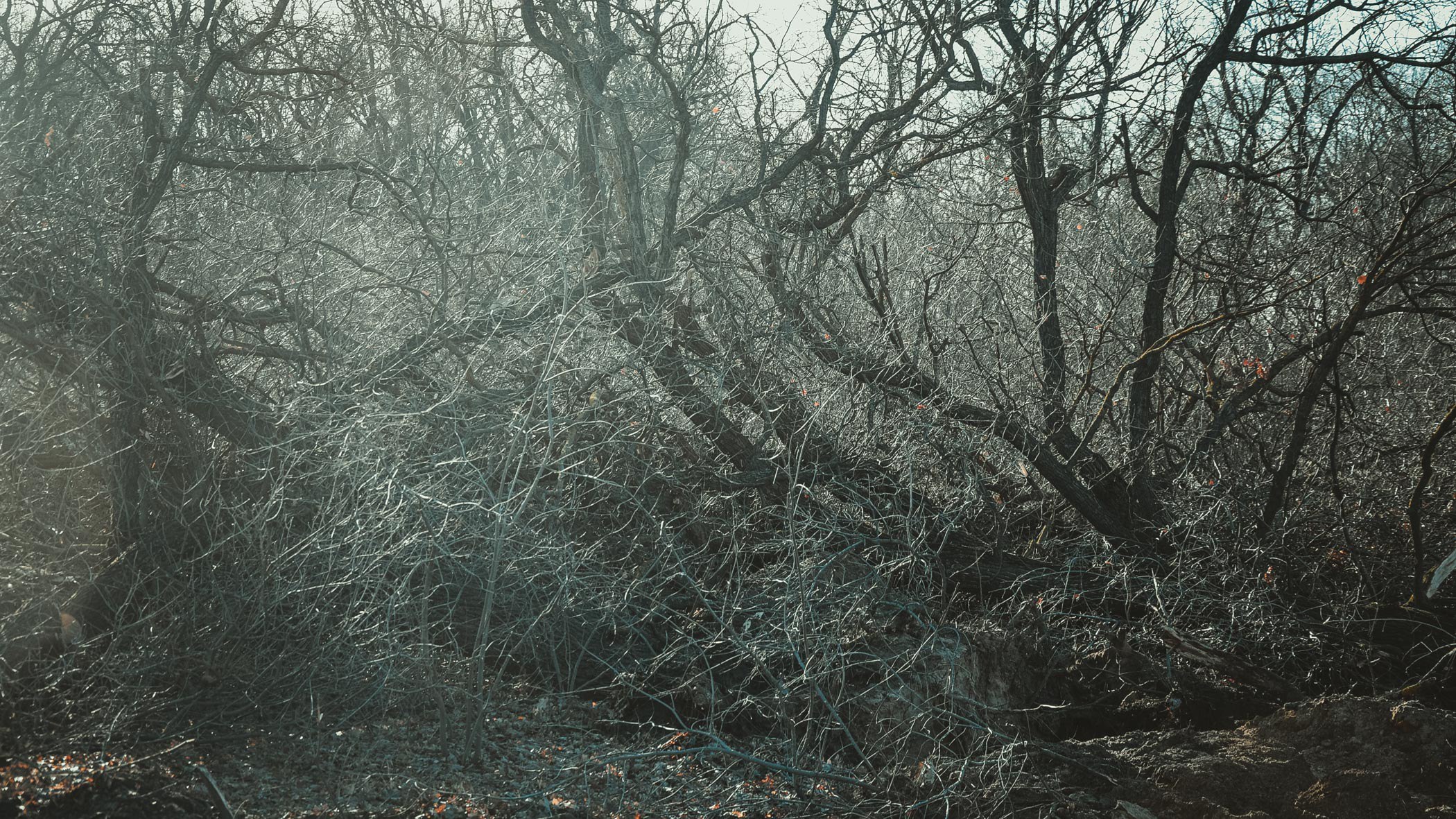 В областное Заксобрание представлен законопроект правительства вводящий ограничение на сбор веток вблизи трубопроводов а также железных и автодорог Предлагаемые изменения касаются закона регулирующего заготовку и сбор недревесных лесных ресурсов населением для личных потребностей в местных лесах В сопроводительной документации к законопроекту указано что его принятие позволит внести коррективы в существующие регламенты касающиеся заготовки веников ветвей и кустарников для метел и плетения гражданами для своих нужд Причины введения данного ограничения в тексте документа не указаны Присылайте фото видео и новости OSTagilCity bot