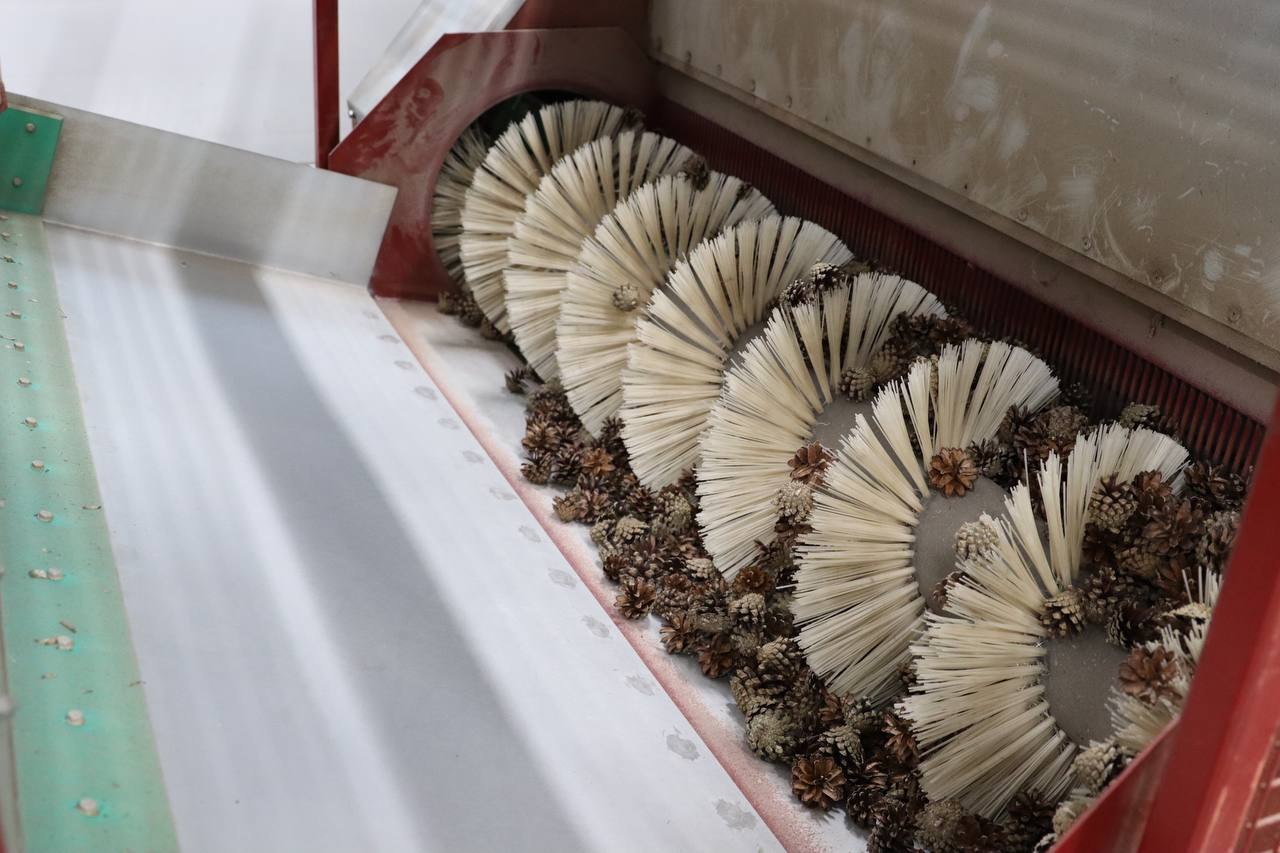 Вологжане могут заработать на сборе шишек и помочь в лесовосстановлении Лесхозы Вологодчины приступили к сбору шишек сосны и ели Делается это ежегодно чтобы обеспечить запас семян хвойных растений для работ по лесовосстановлению Сырьё принимают в лесхозах до конца февраля заплатят по 50 70 рублей за килограмм Основные условия они должны быть нераскрытые неповрежденные перебранные и свежие Рубить деревья при сборе запрещено Подпишись на MAX чтобы быть на связи