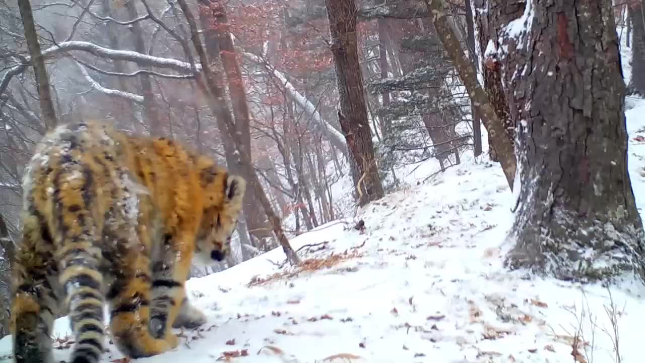 Амурский тигр проявляет нежность к пихте в нацпарке Земля леопарда