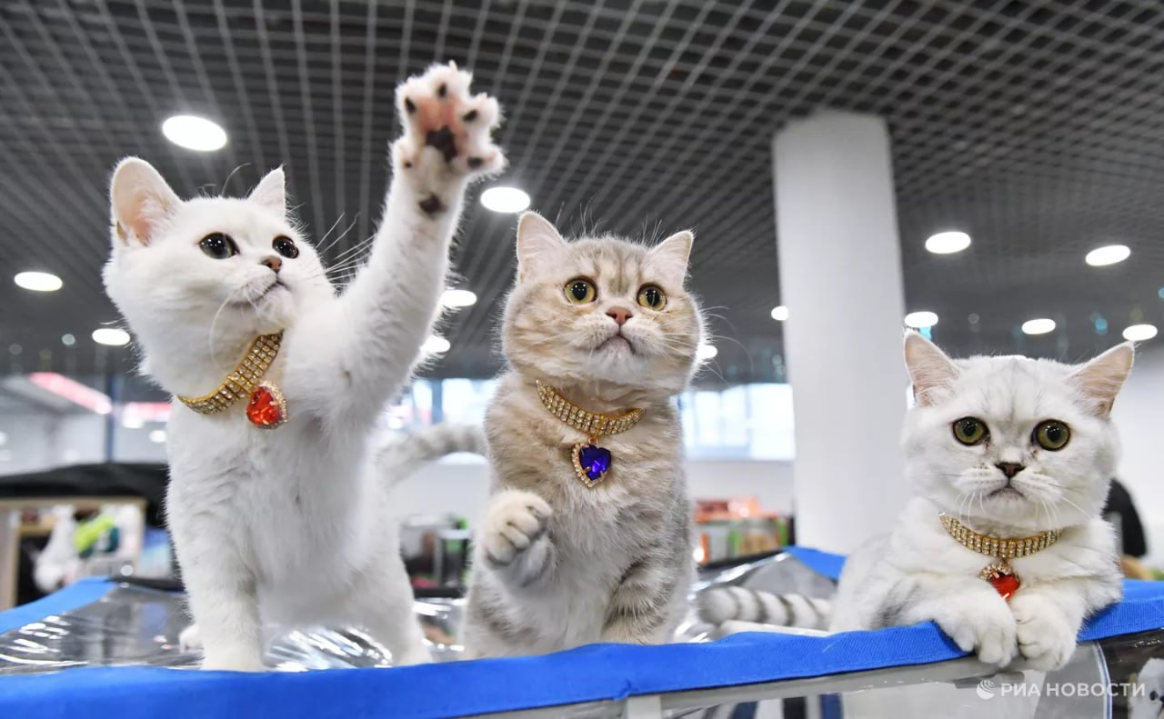 Каждый пятый москвич с питомцем готов платить больше 150 тыс рублей за курс работы с зоопсихологом и свыше 10 тыс рублей в сутки за услуги зоонянь и зоогостиниц . В среднем по России траты на услуги по уходу за домашними животными в 2025 году выросли втрое, а количество заказов, связанных с работой зоонянь, увеличилось в первом полугодии почти в 2,5 раза. Результаты исследования финансового маркетплейса "Выберу.ру", которое есть у РИА Новости. : экономика / Все наши каналы