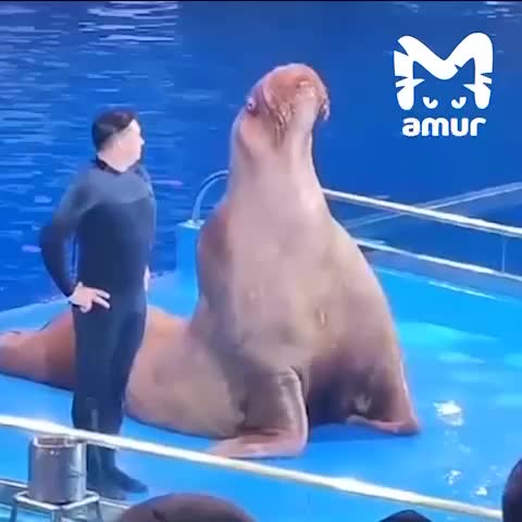 Морж Миша из Приморского океанариума удивил зрителей танцем под «Смуглянку»