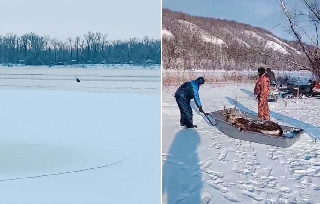 В национальном парке «Самарская Лука» спасли пятнистого оленя, который застрял в протоке.  Обессиленный он пытался выбраться на сушу, когда его заметили лесничие. Они вытащили животное из воды и на санях увезли в безопасное место. Также рогатого зверя осмотрели и убедились, что он здоров.     Подписаться   Прислать новость