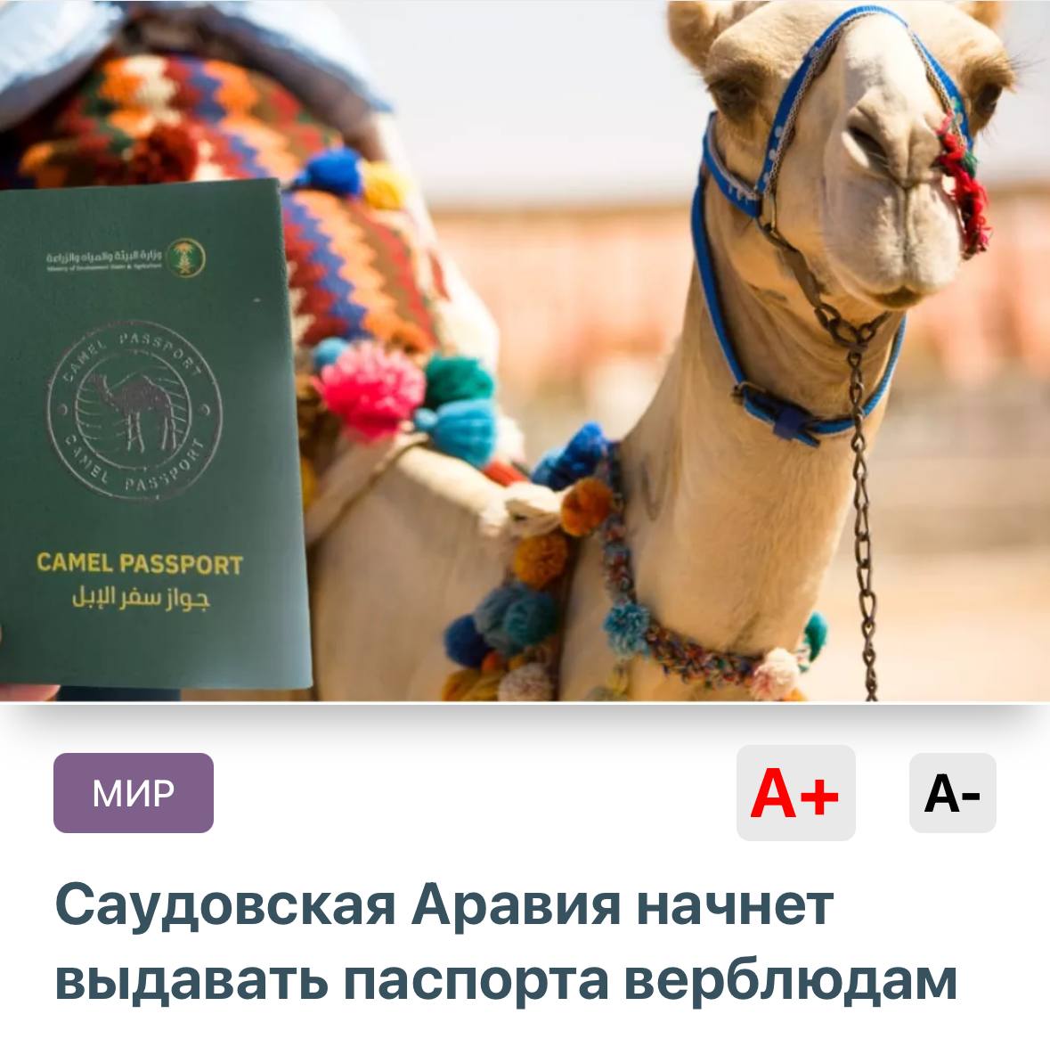Верблюды в Саудовской Аравии получат паспорта В документах укажут данные о животном включая прививки а также информацию о владельце