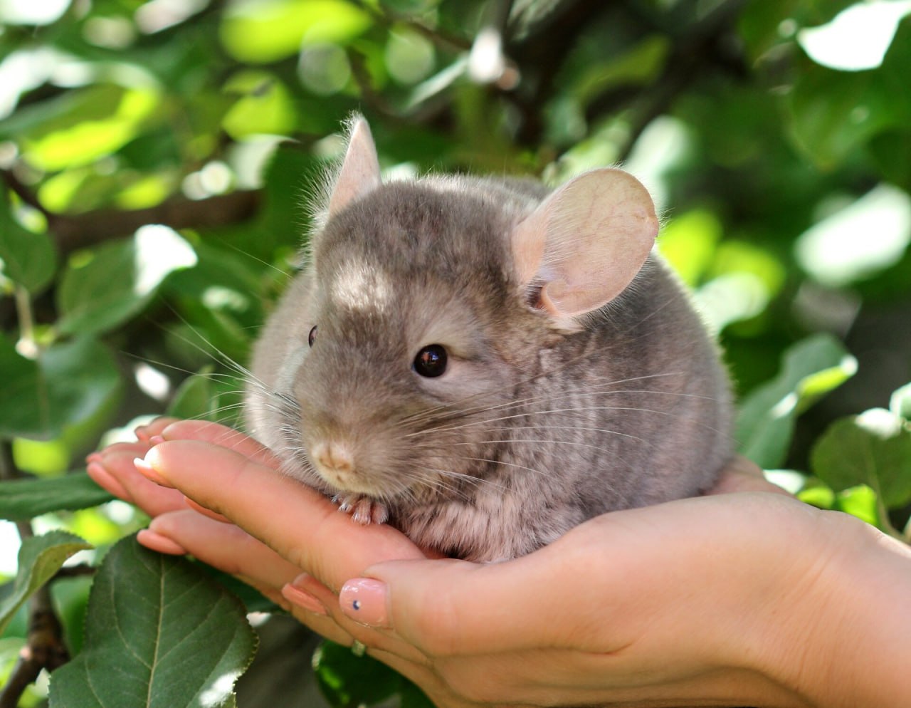 Столичный суд запретил распространять рекламу о продаже шиншилл Все потому что эти грызуны признаны вымирающим видом Суд посчитал что объявления о продажу животных должны быть запрещены Они как отметили в суде часто не содержат данных о происхождении животных и могут формировать спрос что в свою очередь способствует незаконному обороту Больше новостей в Daily News