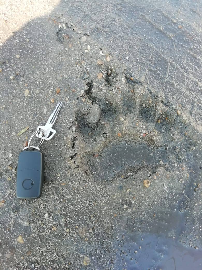 В Поздеевке заметили следы бурого медведя В село Ромненского округа зашел бурый медведь. Несколько жителей Поздеевки сделали фото. Администрация округа просит быть бдительными. Не стоит ходить в лес в одиночку – особенно рано утром и после заката, рекомендовано убрать со дворов все пищевые отходы. Если увидели медведя – не кричите и не бегите! Медленно отступайте назад. Держите детей и домашних животных под присмотром» Куда звонить: - Единая дежурная служба: 112, 91-6-10. Реклама