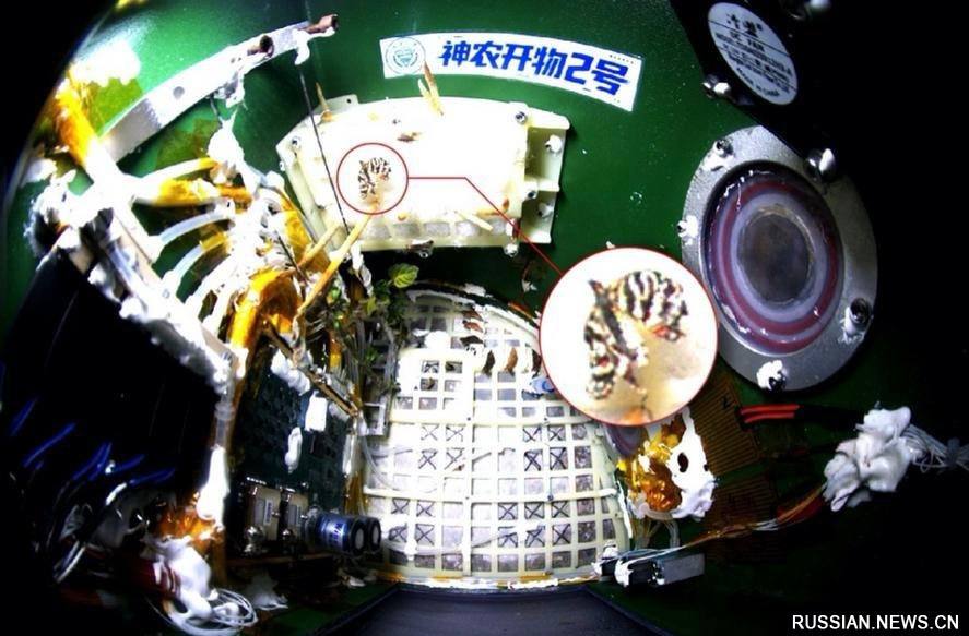 Китайские ученые вывели бабочку в космосе Эта бабочка вылупилась из кокона на борту модуля космического аппарата на орбите На снимке видно как она движется внутри капсулы отдыхает на листьях и машет крыльями Куколку чешуекрылой доставили в космос еще в декабре в специальном модуле с собственной замкнутой экосистемой разработанном учеными Чунцинского университета Герметичный модуль весом 8 3 кг где появилась на свет бабочка оснащен системами которые обеспечивают ее кислородом и пищей пишет Синьхуа Ученые отмечают что вылупление бабочки это не просто появление насекомого в космосе а шаг вперед к долгосрочной эксплуатации сложных систем жизнеобеспечения на орбите   Подписаться на нас Telegram I MAX Прислать нам новость Sakhonlinebot