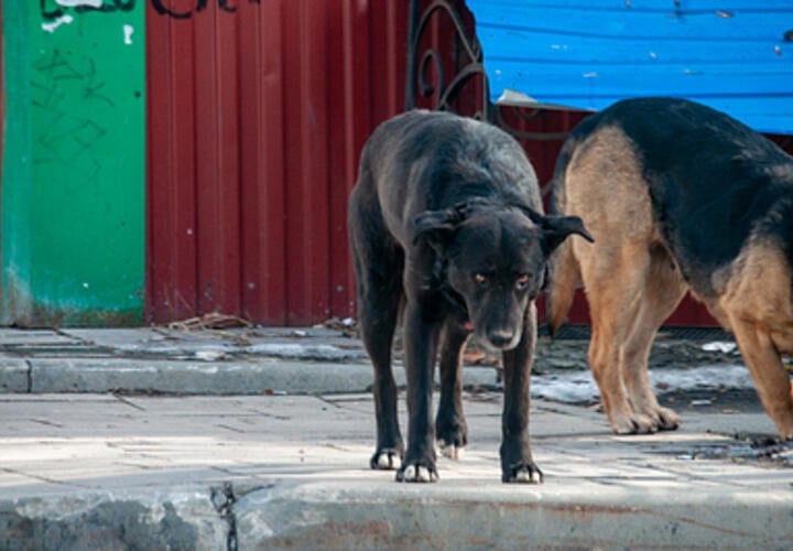 По делу о нападении собак у детского сада в Краснодаре Бастрыкин затребовал доклад  Свора бездомных животных набросилась на молодую девушку  Продолжение....