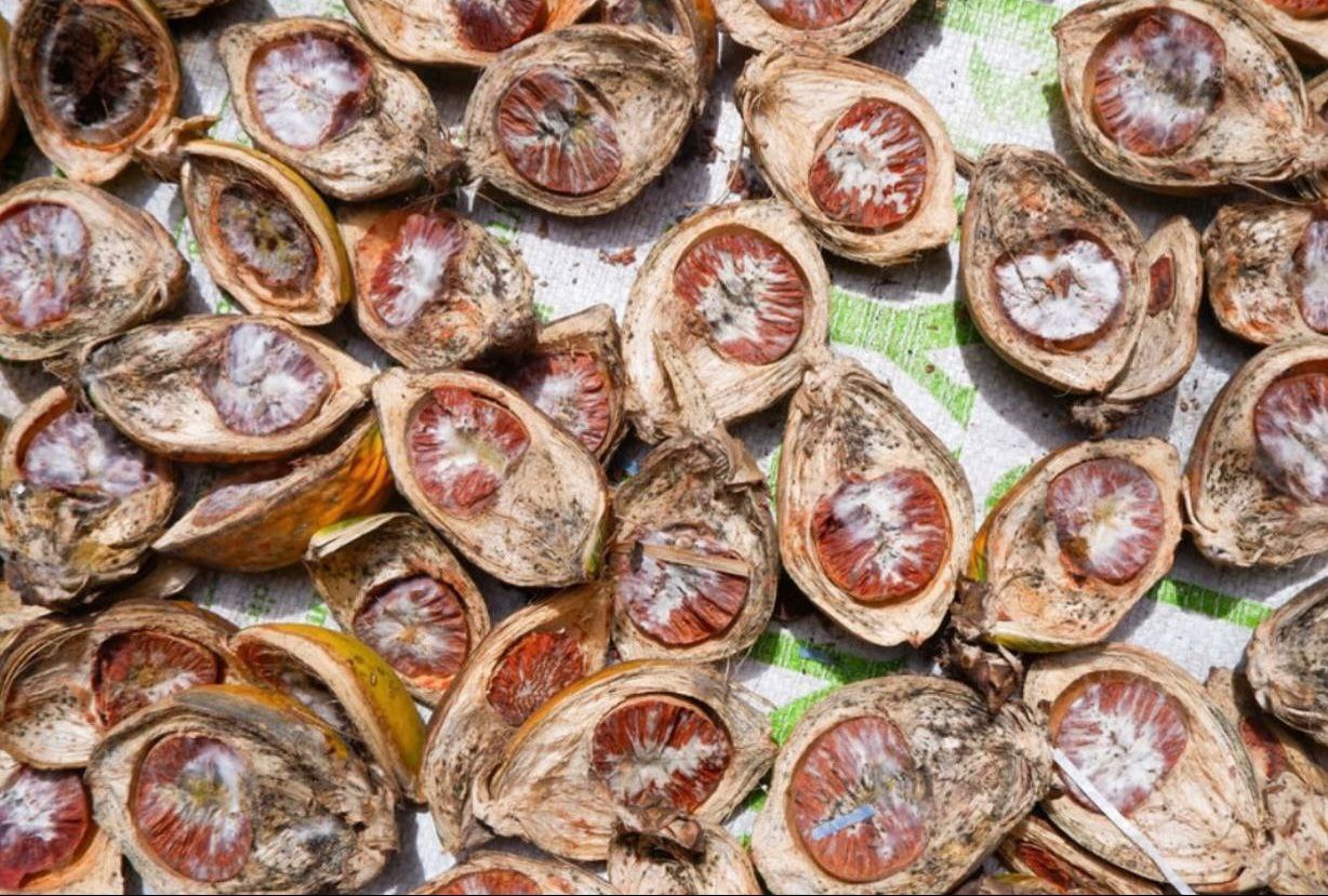 В Госдуме РФ просят запретить продажу опьяняющих орехов на маркетплейсах Родители жалуются что их дети приобретают так называемые пьяные орехи вызывающие галлюцинации рассказал РИА Новости депутат Хамзаев Речь идет о бетельном орехе который обладает психоактивным действием из за содержания токсичного вещества Необходимо рассмотреть возможность включения данного продукта в перечень веществ запрещённых к свободному обороту говорится в обращении парламентария к вице премьеру Голиковой radiomirby