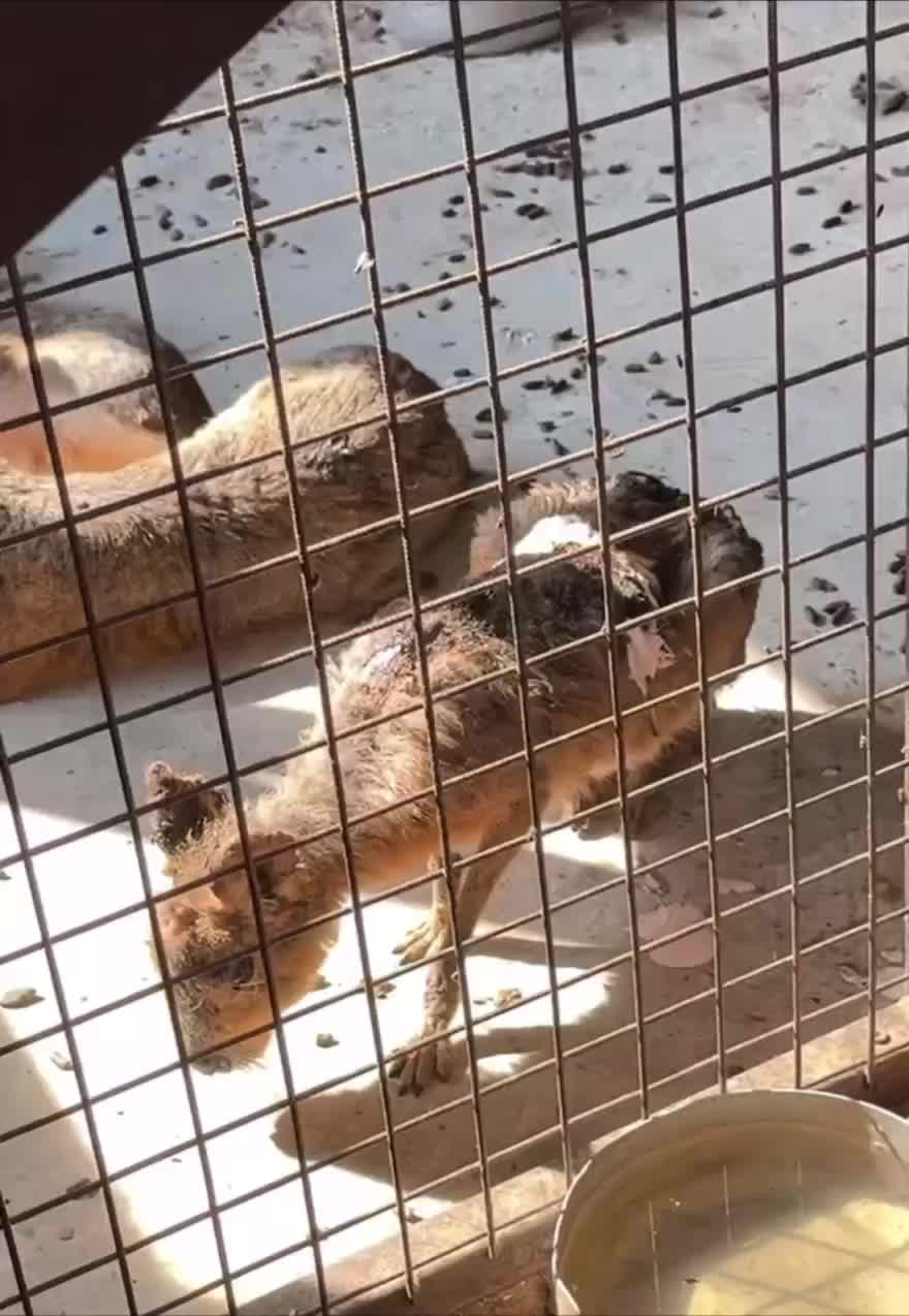 Уфимский зоопарк альпак работает без лицензии, получено предостережение