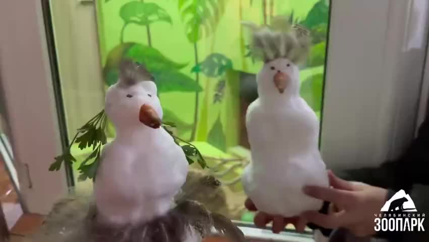 Сурикаты из Челябинского зоопарка впервые встретились со снегом