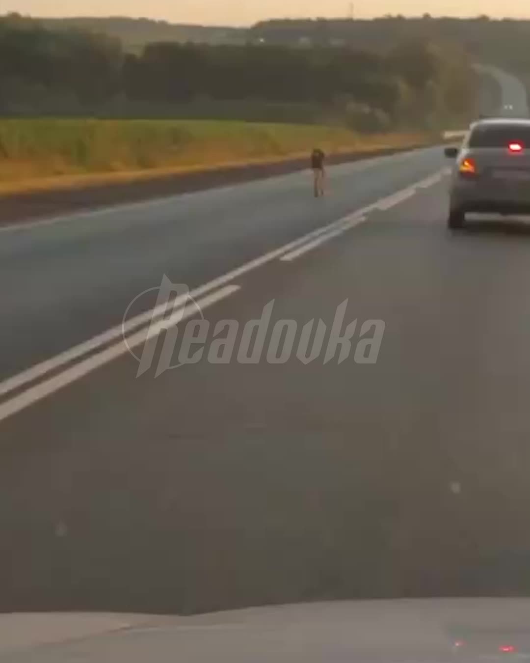 Северный олень сбежал из зоопарка в Уфе и был пойман спустя два дня