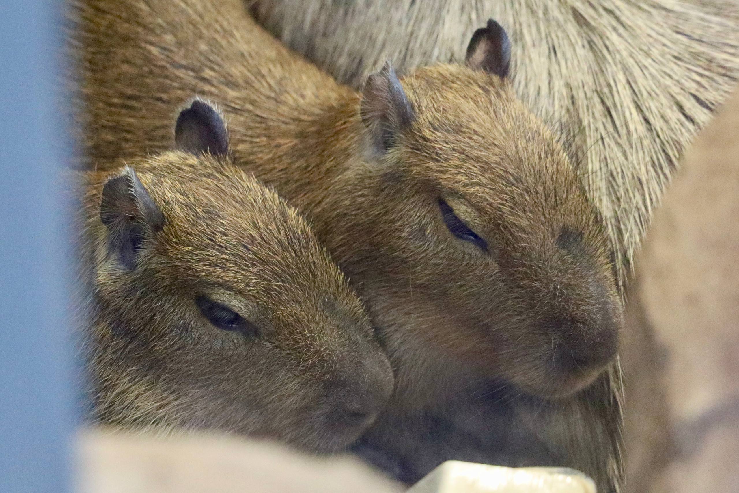 Малышкам капибарам в Московском зоопарке дали имена Симка и Верта Они появились на свет 18 сентября в многодетной семье у самки Малой и самца Кузьмы       Подпишитесь LPRinfo Мы в ВК   vk com lprinfo Наш чат   t me luganskinfoo