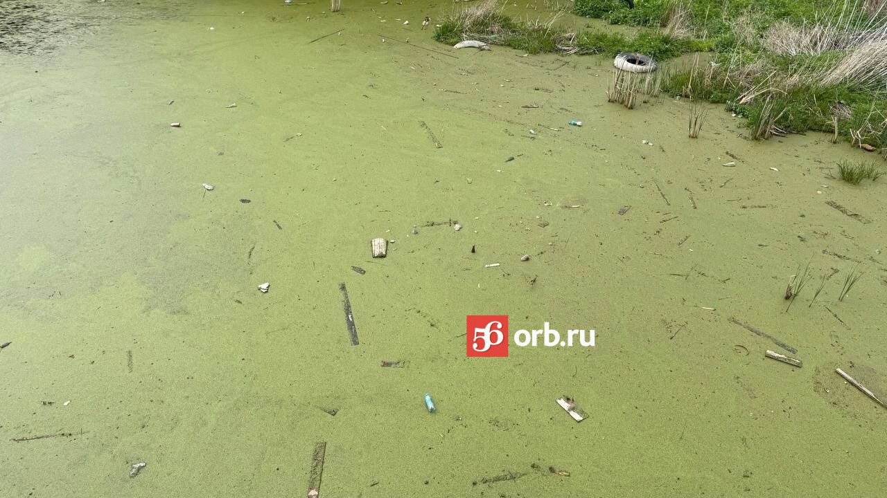 В Оренбурге распиаренная «Тропа здоровья» за 115 бюджетных миллионов продолжает превращаться в болото, заросшее тиной и заваленное мусором. Все по-старому, в принципе. Но есть одна новиночка: на болоте озере «Банное» уж более покормить уточек не получится. Среди такой «живописной» картины их разглядеть сложно. Радуют глаз и уши гуляющих оренбуржцев теперь только лягушки... А, из плюсов также: мусорные контейнеры в конце «Тропы здоровья» наконец освободили от отходов.