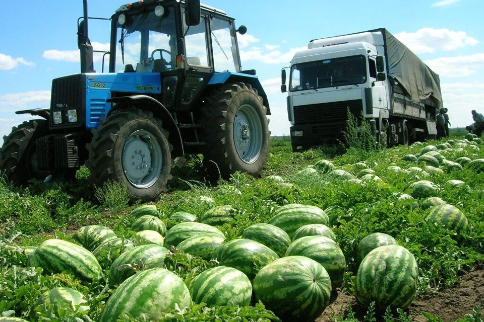 Урожай бахчевых культур с 500 га планируют собрать аграрии Ставрополья  «Первыми к работам приступили Арзгирский, Нефтекумский, Изобильненский и Георгиевский округа, где уже собрали 1,2 тысяч тонн урожая», - отметили в правительстве края.  Всего в текущем году на Ставрополье уборку бахчевых культур планируется провести в хозяйствах 11 округов края.    Южная служба новостей