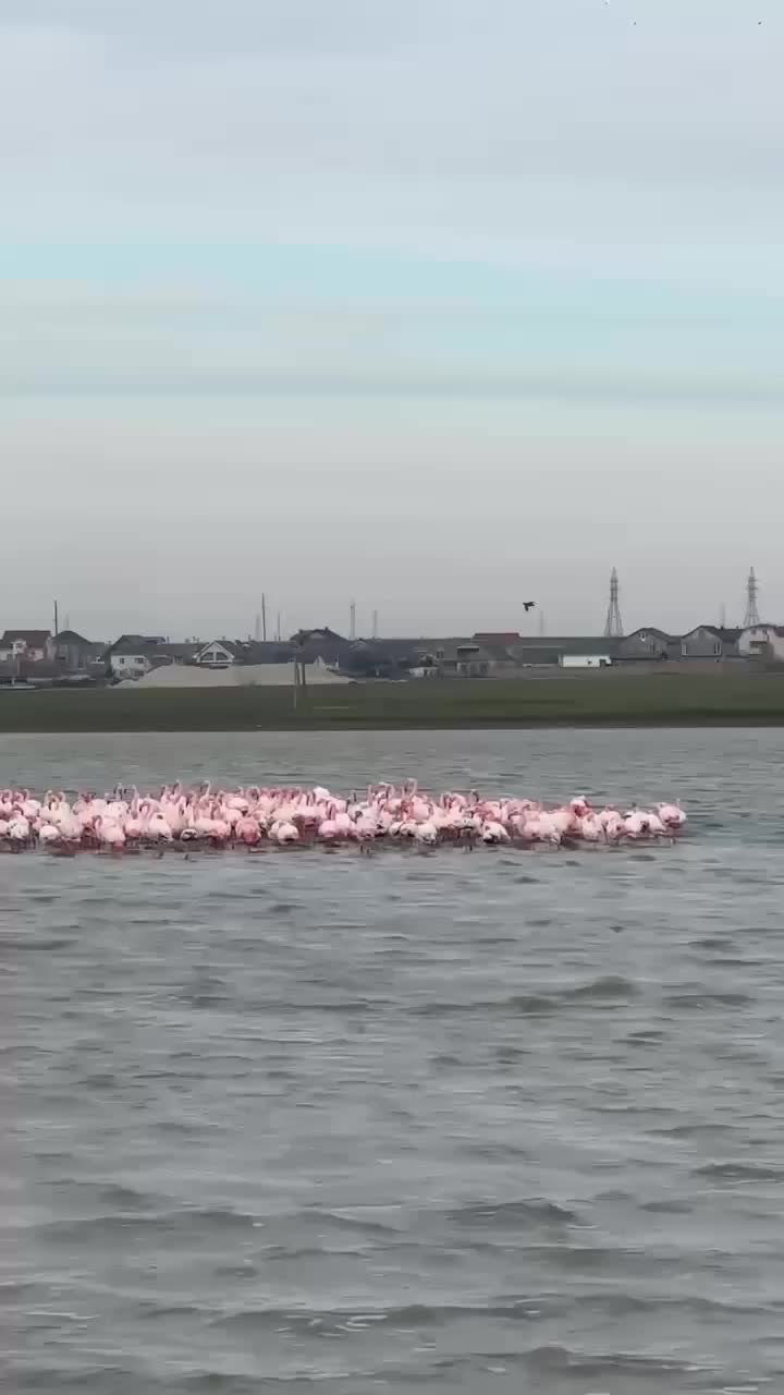 Стая из 150 фламинго замечена на озере Аджиголь в Крыму