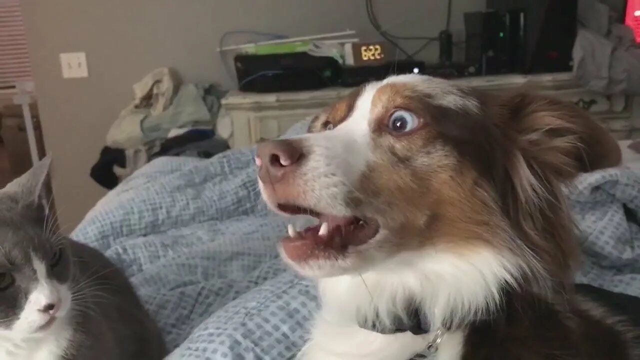 Не кричите У кошек и собак стали на 15 чаще случаться сердечные приступы из за истерик и стрессов их хозяев пишут телеграм каналы Чаще других с кардиозаболеваниями среди кошек сталкиваются мейн куны рэгдоллы и британцы а у собак лабрадоры ретриверы овчарки и доберманы Ветеринарный врач Татьяна Гольнева допустила такую взаимосвязь но заявила Радиоточке НСН что смертельные случаи редкость Осложнения со стороны сердечно сосудистой системы у собак и кошек не такие частые как у людей Но есть свои особенности У кошек на фоне стресса развивается цистит у собак последствия стресса сопровождаются дерматитом так как они лижут лапы Сердечные заболевания на фоне стресса встречаются у кошек и собак но гораздо реже Описанные породы в целом очень ориентированы на людей Собаки и кошки очень переживают из за скандалов и криков дома но не до такой степени чтобы умереть от инфаркта А вот попугайчики например могут умереть от испуга Кролики тоже достаточно пугливы