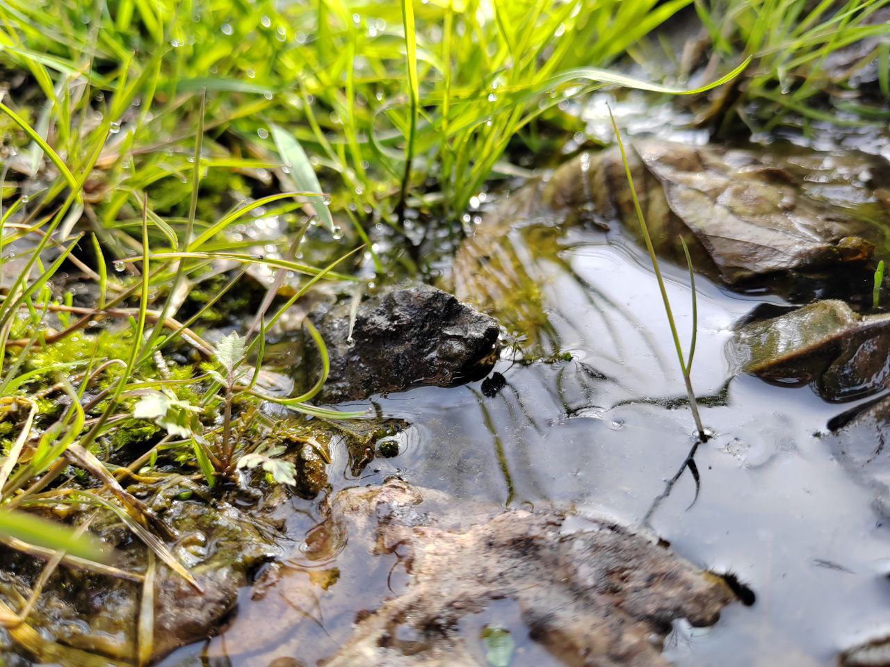 В Забайкальском крае взыскан ущерб причиненный водному объекту Читинской межрайонной природоохранной прокуратурой проведена проверка исполнения законодательства об охране водных объектов в деятельности АО Водоканал Чита В ходе совместной со специалистами Росприроднадзора проверки отобраны пробы сточных вод канализационных очистных сооружений г Читы расположенных по адресу Забайкальский край г Чита ул 2 я Заводская 1а а также пробы природной воды р Чита По результатам исследований зафиксировано превышение по сравнению с нормативами предельно допустимых концентраций загрязняющих веществ по следующим загрязняющим веществам нитрат иона в 1 4 раза сульфаты в 1 04 раза медь в 1 5 раза цинк в 1 4 раза Таким образом деятельностью АО Водоканал Чита причинен вред водному объекту р Чита в размере более 1 5 млн рублей По иску природоохранного прокурора решением Центрального районного суда на АО Водоканал Чита возложена обязанность возместить ущерб причиненный водному объекту Решение суда исполнено денежные средства возмещены в федеральный бюджет abpp proc