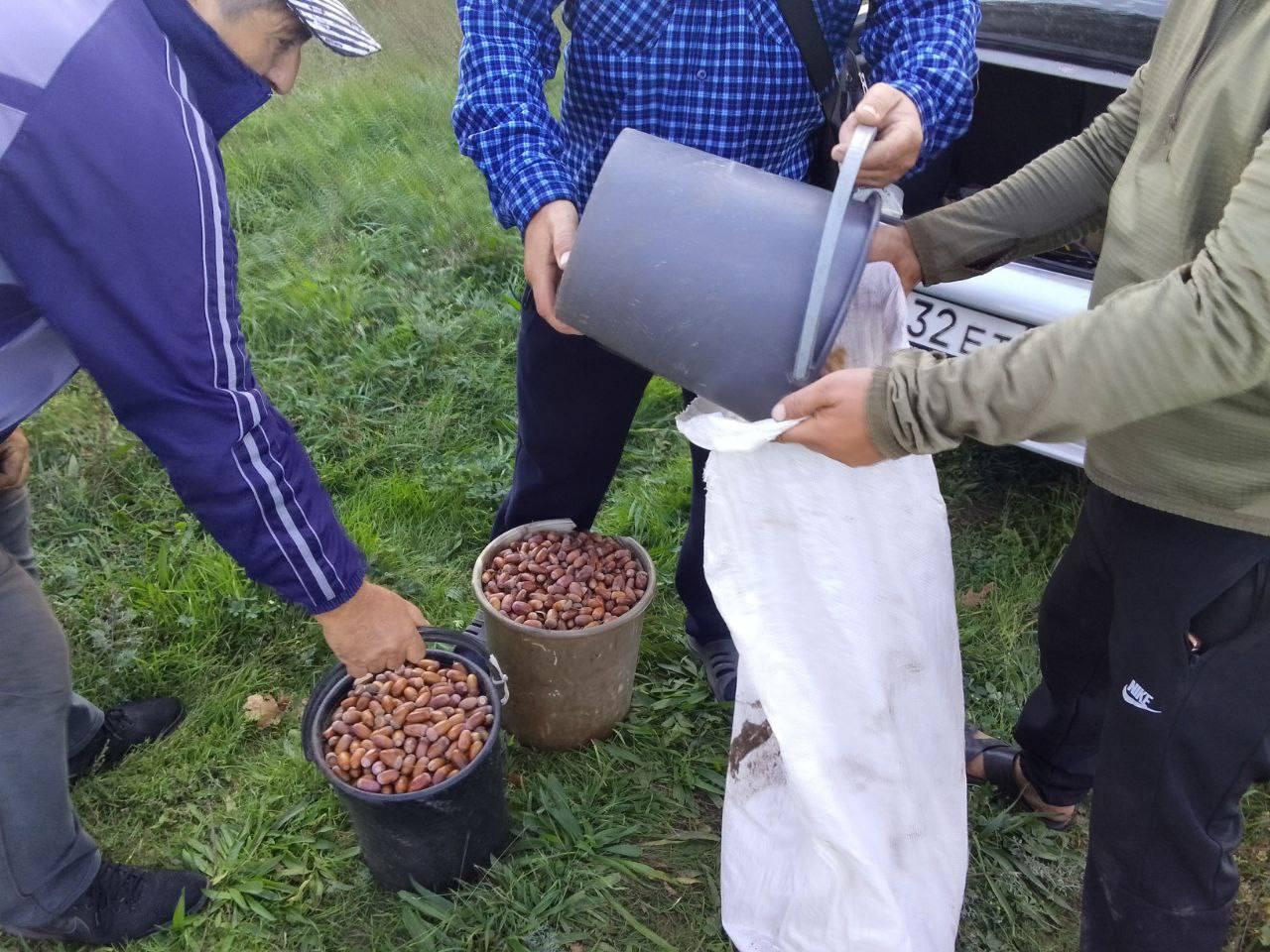 В Чулаковском лесничестве проводят сбор семян дуба   Сотрудники Чулаковского лесничества ведут активный сбор плодов дуба с целью обеспечения восстановления и расширения лесных насаждений Херсонской области.  Сбор семян является ключевым процессом в лесоводстве и помогает обеспечить будущее лесов. Дуб — это важный лесной вид, который играет значительную роль в формировании экосистем. Он обладает множеством положительных характеристик: дубовые леса способствуют сохранению почвы, улучшают качество воздуха и являются домом для различных видов животных.  Дубовые леса имеют невероятную ценность для человека. Древесина дуба известна своей прочностью и долговечностью. Она широко применяется в строительстве, мебельном производстве и для изготовления различных предметов интерьера. Сбор семян дуба позволит в будущем обеспечить восстановление лесов и создание новых насаждений, что положительно скажется на экологии.  Сбор семян происходит в строго определенное время — это обычно осень, когда плоды дуба достигают необходимой зрелости. Процесс включает в себя сбор желудей, которые затем проходят сортировку. На следующем этапе семена подвергаются специальной обработке, что позволяет увеличить шансы на их успешное прорастание и последующее развитие.  Сотрудники лесничества активно изучают потенциальные места для высадки, учитывая климатические условия и особенности местной экосистемы. Это обеспечивает более высокую вероятность успешного вхождения дубов в природные условия и их дальнейшее развитие. Таким образом, каждый этап сбора и подготовки семян имеет свое значение и требует детальной проработки.