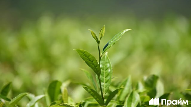 Поставки российского чая в ЕС в ноябре 2025 года выросли втрое подсчитало РИА Новости В этом месяце европейские компании закупили чай из России на 323 тысячи евро Крупнейший импортер чая среди стран объединения Германия в конце осени на нее пришлось 73 всех поставок Подписывайтесь на ПРАЙМ в MAX