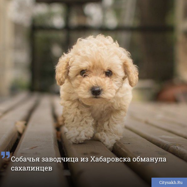 Прокуратура Камчатского края отчиталась о завершении расследования в отношении мнимой заводчицы собак декоративных пород из Хабаровска. Женщина обманывала не только жителей полуострова, но и Сахалинской области.