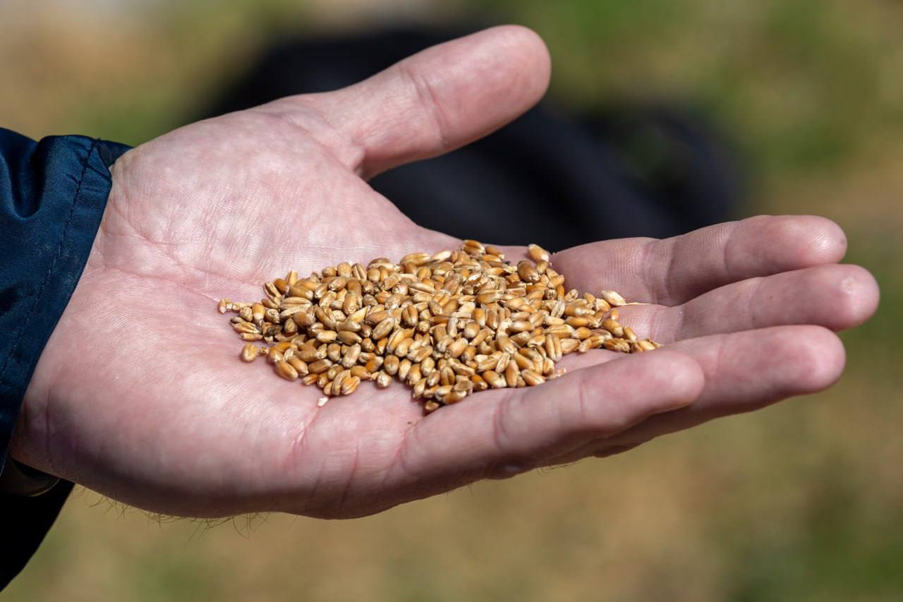 Экспорт пшеницы из России в январе прогнозируется выше среднего По данным СовЭкона ожидается отгрузка 3 0 3 4 млн тонн против 2 3 млн тонн годом ранее Высокие темпы поддерживает конкурентоспособность российского зерна и активный спрос импортеров Российская пшеница дешевле европейской 225 227 за тонну против 232 у ЕС В конце декабря Mostakbal Misr закупила 0 7 млн тонн пшеницы значительная часть из России Экспорт на максимумах в ноябре рекордные 5 1 млн тонн в декабре 4 2 млн тонн лучший результат за 8 лет Урожай и маржинальность поддерживают активные поставки Прогноз сезона 2025 26 до 44 6 млн тонн экспорта пшеницы Но рост может ограничить грядущая экспортная квота в 20 млн тонн зерновых с середины февраля