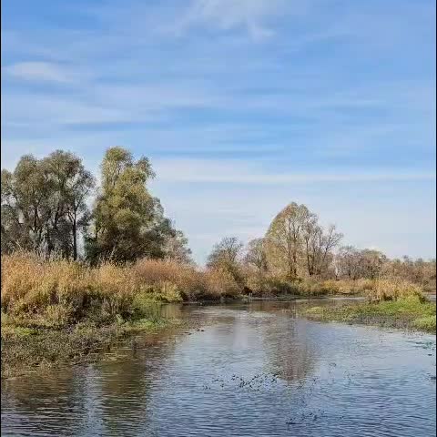 В Татарстане спасен лосенок, упавший в водоем