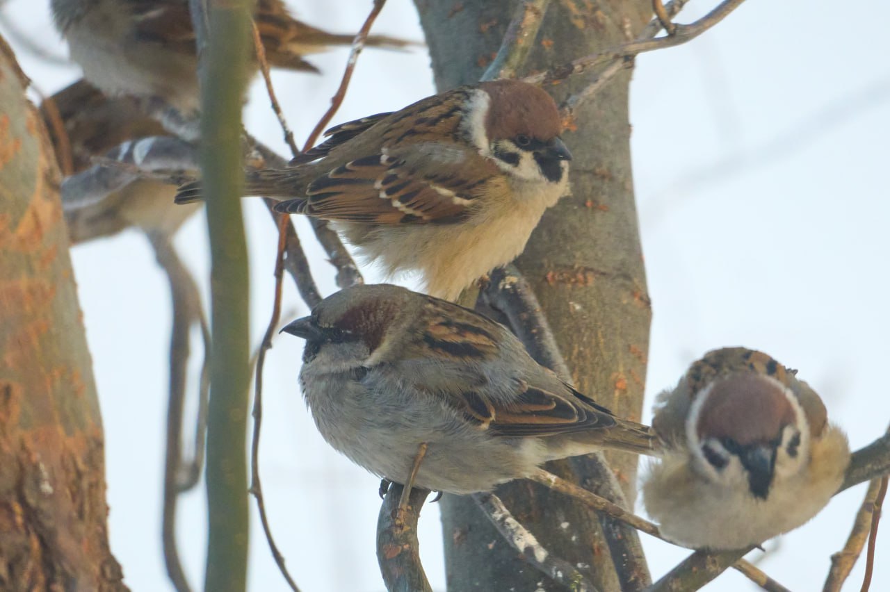 Птичья перепись новосибирцам предложили посчитать воробьёв В субботу 7 февраля стартует всероссийская перепись воробьёв Главная цель экопросветительской акции получить актуальные данные о численности домового и полевого видов За последние четверть века учёные отмечают сокращение количества воробьёв в городах всего мира Сейчас нам уже очевидно что численность воробьёв в городах снижается И причины тоже понятны любовь заковывать все здания в пластиковые фасады не оставляя щелей лишает воробьёв мест где можно встроить гнездо и вывести потомство А всегда аккуратно подстриженный газон значит лишь одно исчезновение насекомых которыми воробьи выкармливают птенцов и семян сорных трав которыми питаются взрослые птицы Если эти процессы в городах будут продолжаться то город может стать непригодным для соседства с этими весёлыми птицами считает кандидат биологических наук председатель Новосибирского отделения Союза охраны птиц России Елена Шнайдер К всероссийской переписи присоединился уже 81 регион Акция Воробьи на кустах рассчитана на всех желающих Нужно просто прогуляться и понаблюдать за птицами посчитать воробьёв сфотографировать их а затем загрузить отчёт на официальный сайт проекта Данные учтут при научном анализе Фото Елена Шнайдер Подписаться на канал