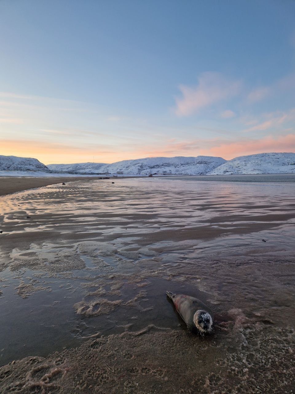 Уважаемые северяне и гости Мурманской области Сегодня на берегу моря близ Териберки нашли раненого тюленя Предположительно морское млекопитающее было подвержено нападению собак Хотя внешне животное кажется достаточно крепким и упитанным любая тревога и стресс могут значительно ухудшить его состояние Поэтому просим всех внимательно относиться к находящемуся там тюленю и помнить о следующих правилах Не беспокойте животное любые контакты даже попытка приблизиться или потрогать вызывают дополнительный стресс Запрещено кормить или давать воду неправильное питание может сильно навредить здоровью тюленя Следите за своими домашними животными обязательно держите собак на поводке и следите за ними чтобы предотвратить агрессивные действия Информация о произошедшем была сразу передана в Росприроднадзор и региональный комитет по ветеринарии Специалисты этих структур организовали совместный выезд для оценки текущей ситуации и состояния животного принятия дальнейших решений и уже совсем скоро будут на месте Информация также передана для научного сопровождения ситуации в Мурманской морской биологический институт На месте рядом с морским животным сейчас дежурят волонтёры Минприроды Мурманской области и Дирекция ООПТ держит данную ситуацию на особом контроле