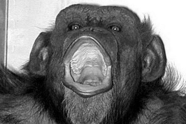 В Японии умерла умевшая считать и рисовать 49 летняя обезьяна Шимпанзе по кличке Ай также была известна благодаря способности различать цвета и символы Причиной смерти стал отказ внутренних органов сообщили в Центре изучения эволюционного происхождения человеческого поведения Киотского университета В 1977 году обезьяну привезли в Японию из Западной Африки Самка примата стала объектом исследовательской программы посвящённой изучению мышления шимпанзе Обезьяна научилась оперировать числами и различать цвета В возрасте пяти лет она знала цифры от одного до шести и могла узнать число цвет или предмет более чем из трёхсот образцов Известно что в свободное от экспериментов время Ай нравилось рисовать Животное использовало для этого маркеры Подписаться на Говорит Москва Telegram VK MAX