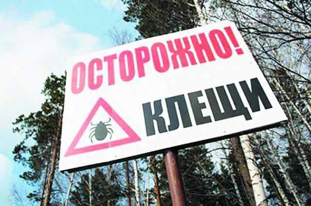 С начала эпидемического сезона в Приморском крае за медицинской помощью после укусов клещей обратились 6455 человек, среди них 1600 детей, сообщает PRIMPRESS со ссылкой на краевой Роспотребнадзор.  По данным ведомства, за 2025 год в лаборатории передали 4768 клещей, снятых с людей. В 18 из них выявили антиген и РНК вируса клещевого энцефалита.  Также за текущий период зарегистрировано 6 случаев заболевания клещевым энцефалитом, 49 случаев иксодового клещевого боррелиоза  болезнь Лайма  и 65 случаев клещевого риккетсиоза.  Клещи наиболее активны в тёплое время года, особенно в мае и июне. Специалисты рекомендуют носить закрытую одежду при посещении лесных и парковых зон и использовать репелленты. А в случае укуса важно как можно быстрее обратиться за медицинской помощью.