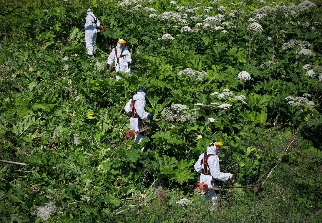 Студент из Стерлитамака создал беспилотник с ИИ для борьбы с борщевиком ему выделят грант 500 тыс рублей Четвёрокурсник Владислав Шепелев разработал дрон который с помощью высокоразрешающих камер и обученной нейросети находит заросли борщевика с точностью 95 98 строит карты распространения и точечно распыляет гербициды минимизируя ущерб для окружающей среды По словам автора такая система позволит эффективнее и экологичнее очищать поля и обочины от инвазивного растения Новости Дня